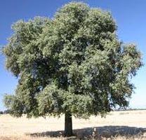 Quercus Ilex - Holm Oak Trees from Heathwood Nurseries